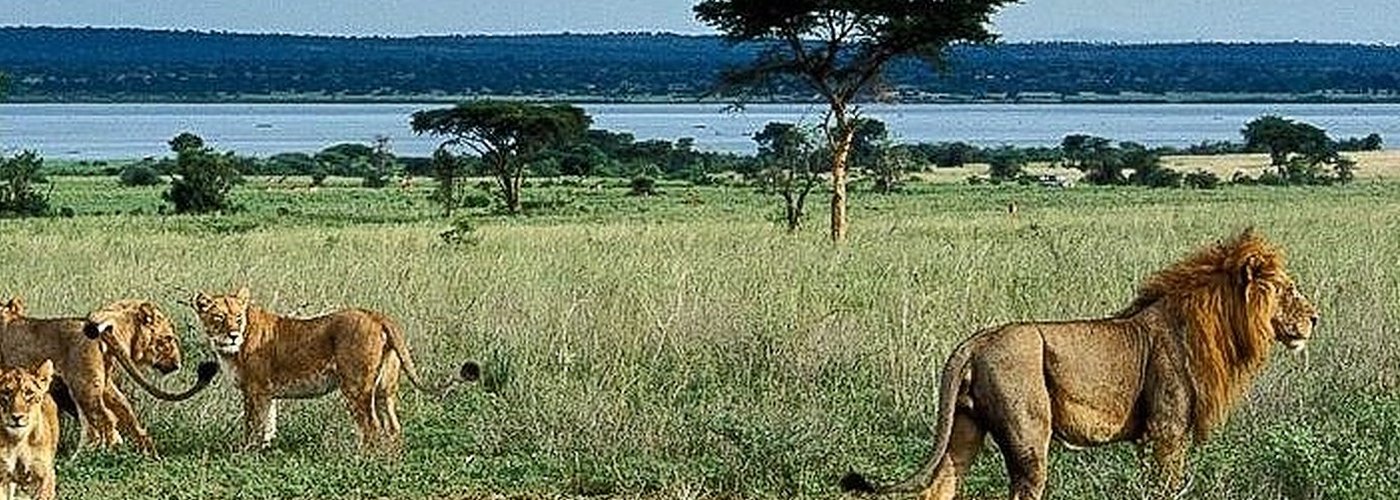 9-Days Africa big five safari in Uganda safari parks and gorilla trekking